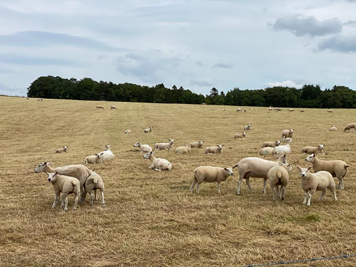 %_tempFileNameUK11%20Lanercost%20priory-13%