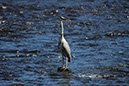 %_tempFileNameUK06-Annan%20River-20%