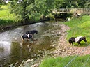 %_tempFileNameUK16%20Appleby-29%