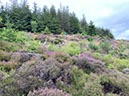 %_tempFileNameUk05-Mabie%20Forest-24%