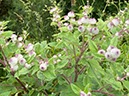 %_tempFileNameUk05-Mabie%20Forest-49%