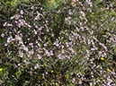 %_tempFileNameAus06-Christmastree%20trail-07%