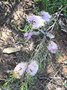 %_tempFileNameAus06-Christmastree%20trail-09%