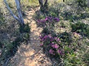 %_tempFileNameAus06-Christmastree%20trail-17%