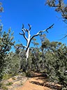 %_tempFileNameAus06-Christmastree%20trail-25%