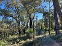 %_tempFileNameAus06-Christmastree%20trail-28%