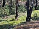 %_tempFileNameAus06-Christmastree%20trail-31%