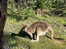 %_tempFileNameAus06-Christmastree%20trail-33%