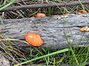 %_tempFileNameAus11-Walyunda-15%