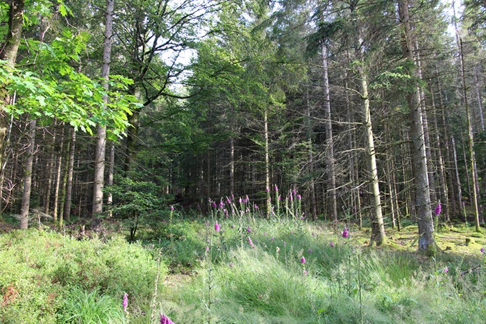 %_tempFileName05-Schwarzenbach-16%