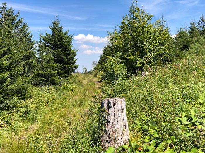 %_tempFileName13-Tonbachtal-04%