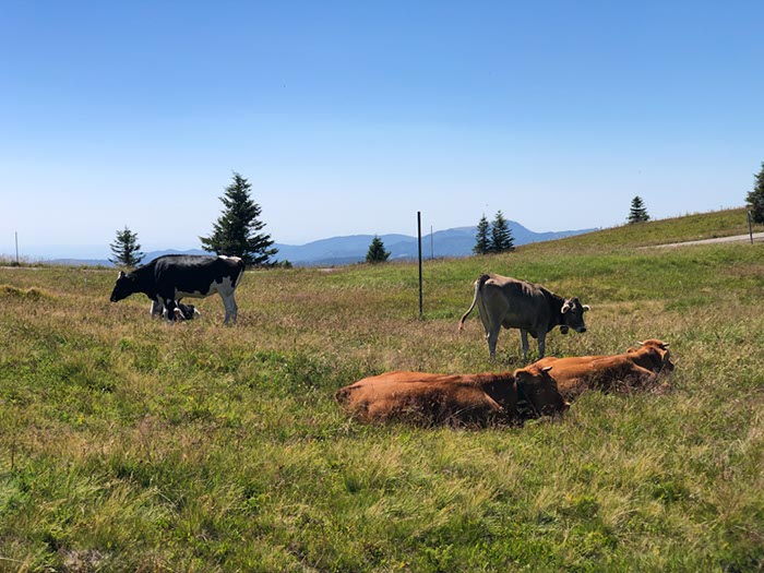 %_tempFileName20-Feldberg-41%