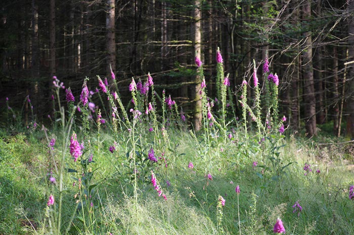 %_tempFileName05-Schwarzenbach-17%