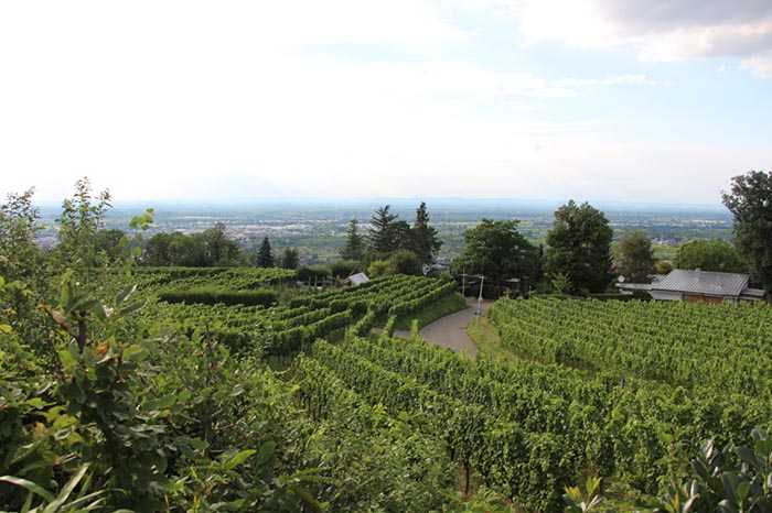 %_tempFileName07-Gertelbacher%20falle-34%