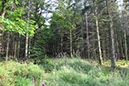 %_tempFileName05-Schwarzenbach-16%