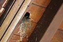 %_tempFileName11-Schliffkopf-03%