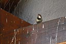 %_tempFileName11-Schliffkopf-04%