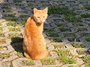 %_tempFileName11-Schliffkopf-17%