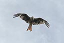 %_tempFileName16-Rondom%20Loffingen-11%