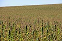 %_tempFileName17-Rotenbachschluft-07%