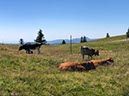 %_tempFileName20-Feldberg-41%
