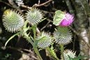 %_tempFileName10-Alexanderschanze-10%